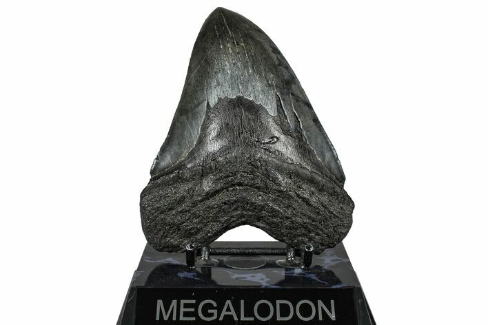 Serrated, Fossil Megalodon Tooth - South Carolina #360782